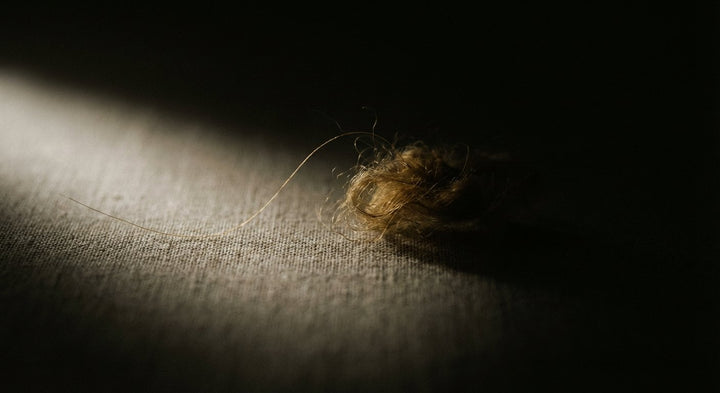 Qiviut — The Rarest Fiber in the World from the Arctic Muskox