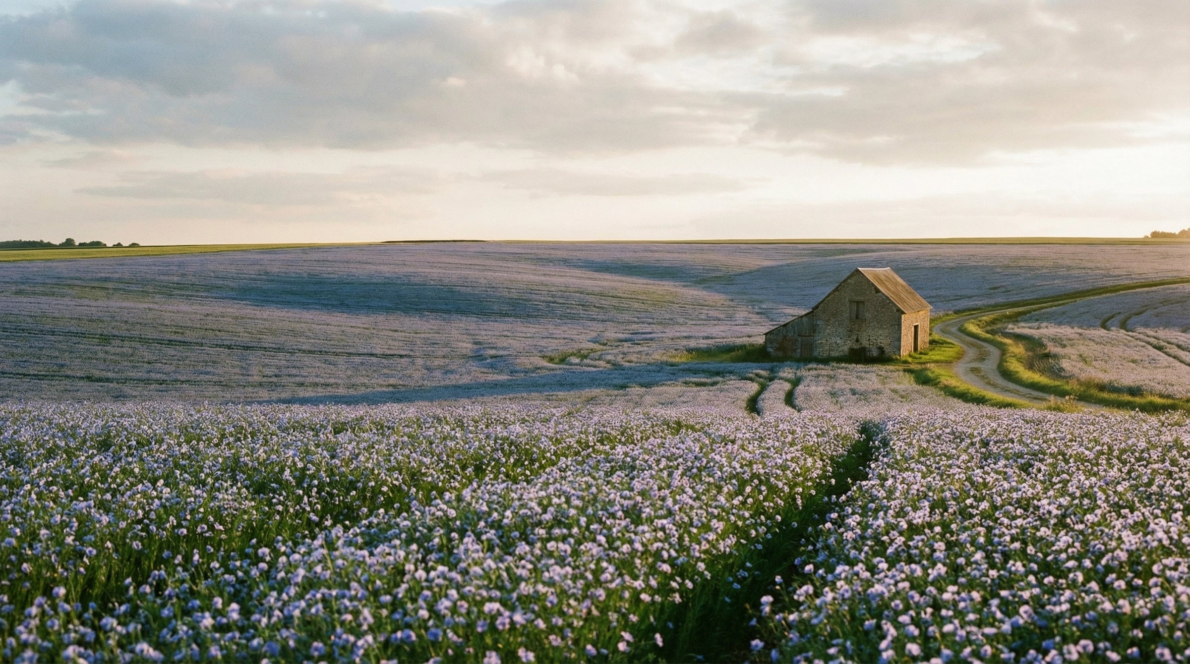 Normandy Flax Fields