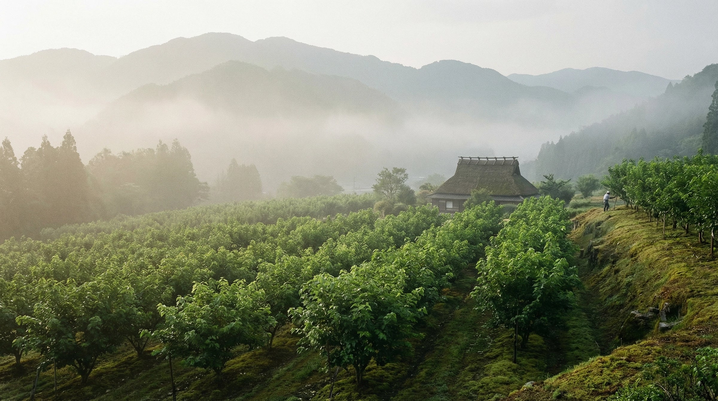 Japanese Mulberry Groves